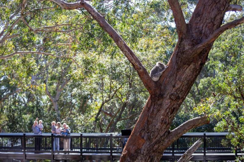 Port Stephens: Koala Sanctuary General Admission Ticket - Supporting Wildlife Conservation