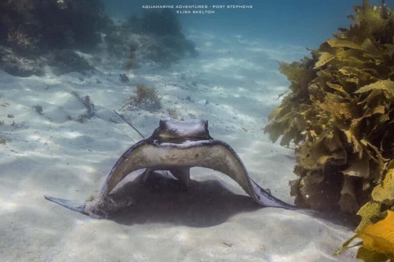 Port Stephens: Port Stephens Island Snorkel Adventure Cruise - Who Should Consider This Tour?