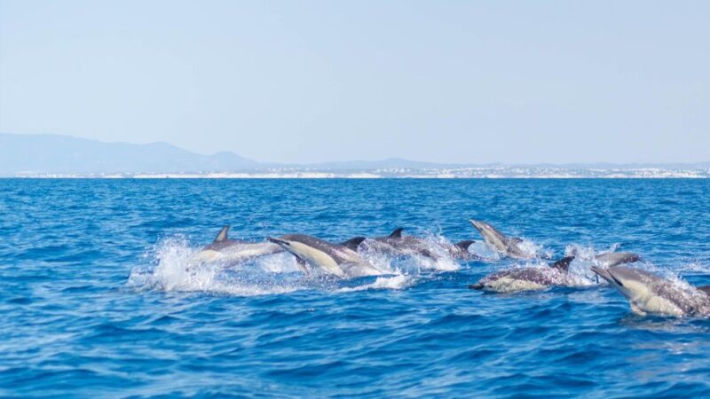 Portimão: 2.5 hours Dolphins Watching Biologist on Board - Key Points
