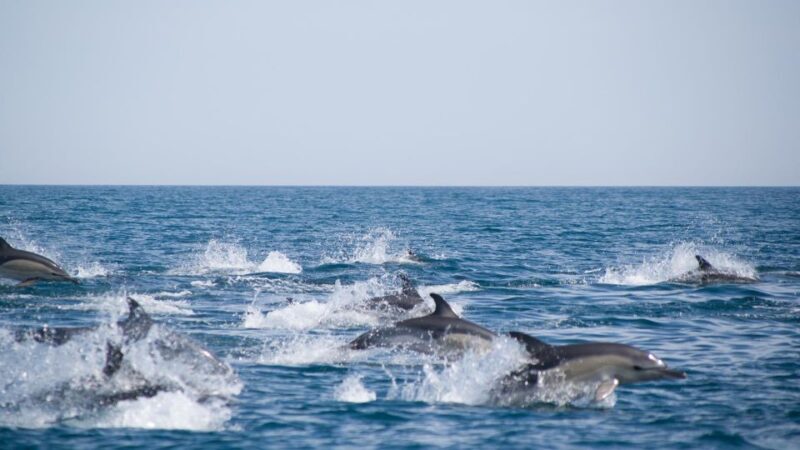 Portimão: 2.5 hours Dolphins Watching Biologist on Board - The Boat & Comfort Level