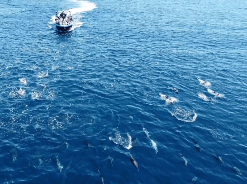 Portimão: 2.5 hours Dolphins Watching Biologist on Board - Pricing & Value