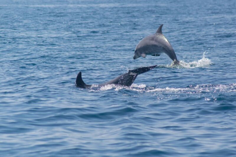 Portimão: 2.5 hours Dolphins Watching Biologist on Board - Reviews and Feedback from Past Travelers