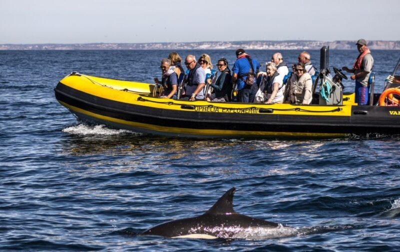 Portimão: 2-Hour Dolphin Watching Boat Tour - Insights from Traveler Reviews