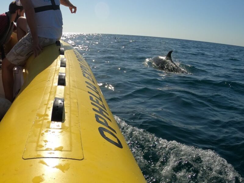 Portimão: 2-Hour Dolphin Watching Boat Tour - Final Thoughts