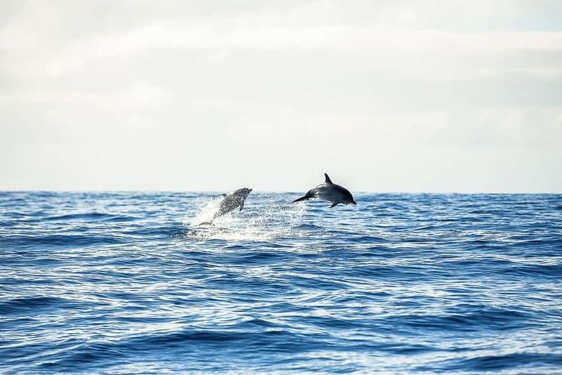 Portimão: Benagil Caves Speed Boat Tour with Sunset Option - Sunset option: same route, different feeling