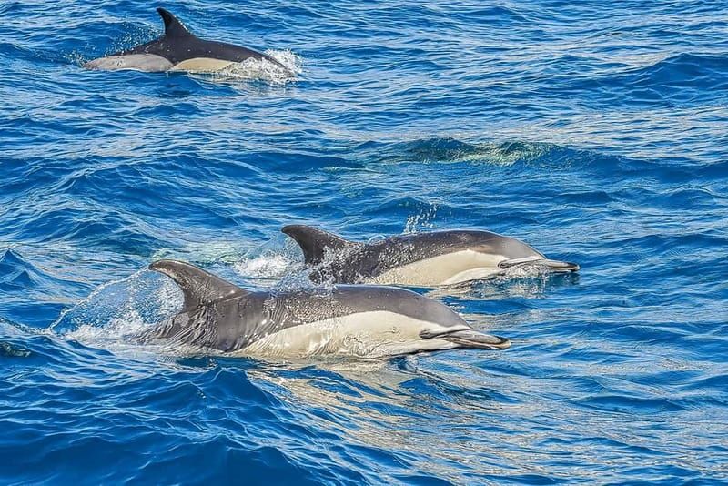 Portimão: Benagil Caves Speed Boat Tour with Sunset Option - Group vs private: how that choice changes your day