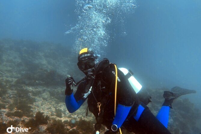 Portimão: Wreck Diving in the Ocean Revival Park - Frequently Asked Questions