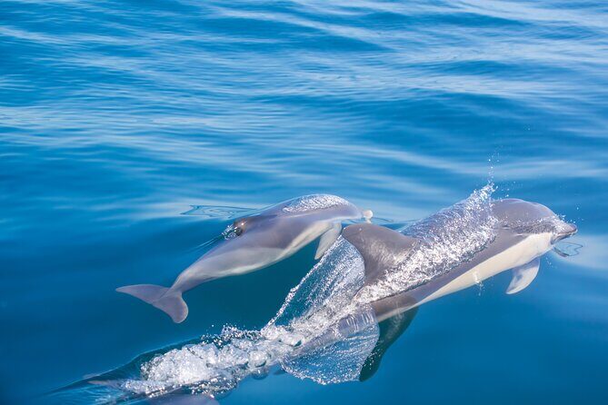 Portimão:Embark on NatureBenagil and DolphinsBiologist on board - Practical Details: What You Need to Know