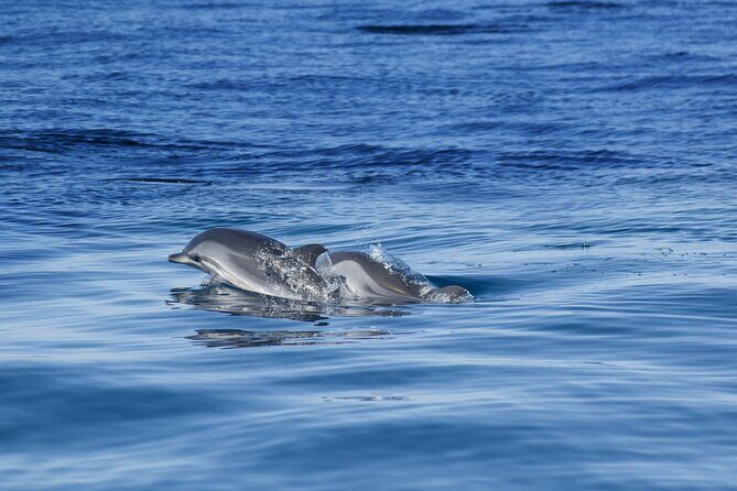 Portimão:Embark on Nature•Benagil and Dolphins•Biologist on board - Why This Tour Earns Its 4.8-Star Rating