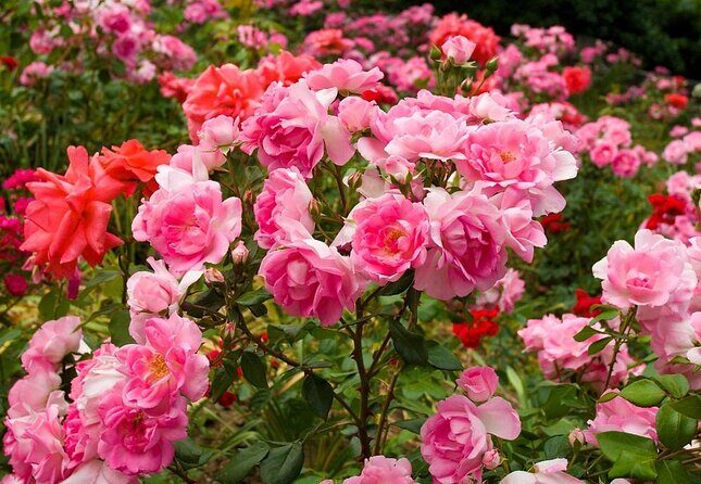 Portland City Tour - Key Points