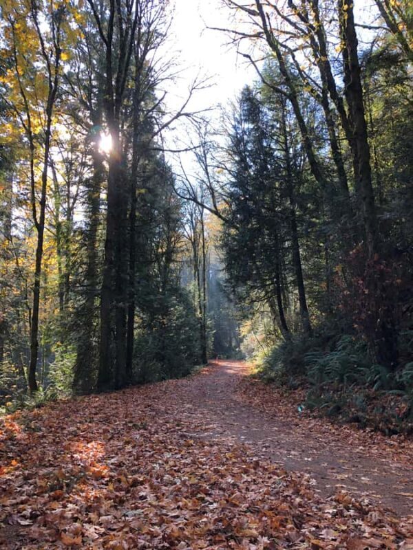 Portland: Forest Park Bike or E-Bike Tour - Key Points