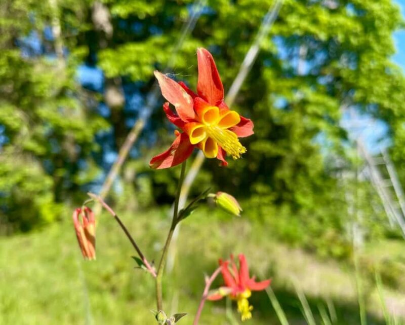 Portland: Forest Park Bike or E-Bike Tour - FAQ