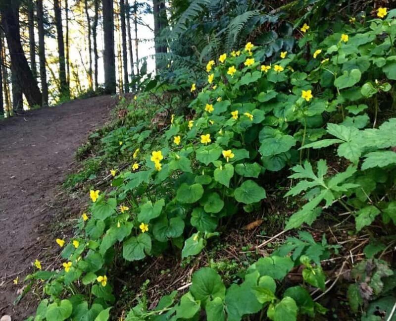 Portland: Forest Park Guided Hike with Witches Castle - Why This Tour Works