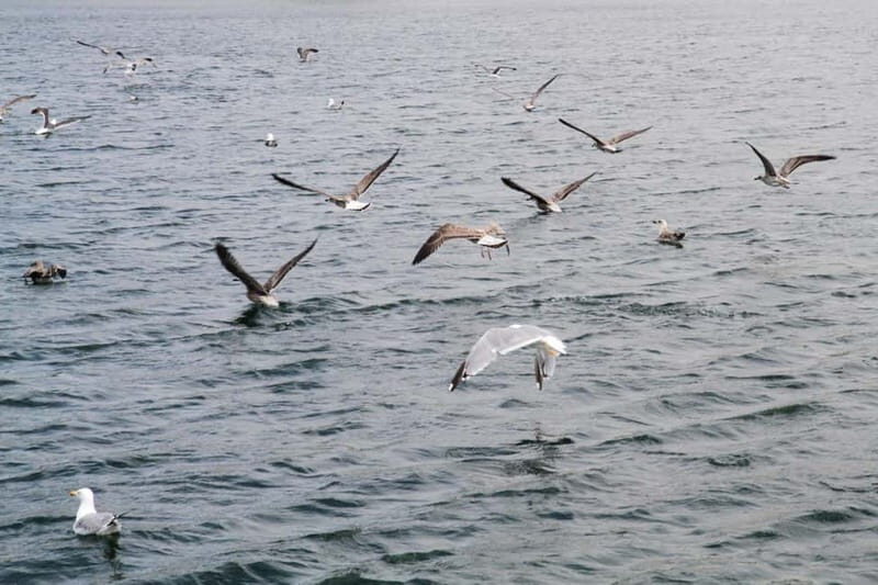 Porto: Authentic Portuguese Cuisine Boat Tour - Final Thoughts