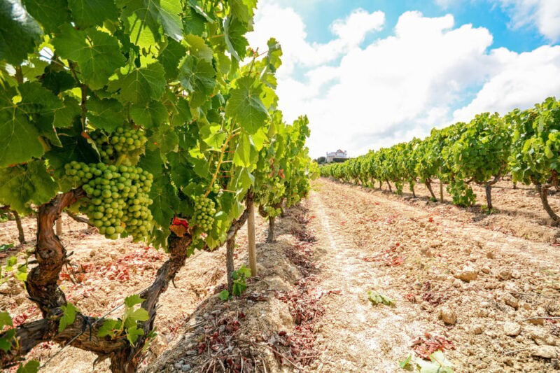 Porto: Douro Valley Wine & History Tour with Cruise & Lunch - Exploring the Douro Valley: An Honest Review of the Wine & History Tour