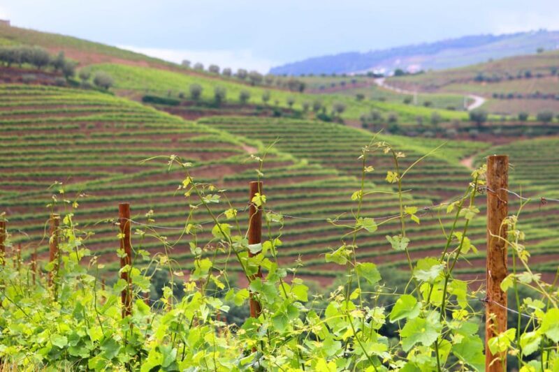 Porto: Douro Valley Wine Tour with Lunch, Tastings & Cruise - Final Thoughts: Who Is This Tour Perfect For?