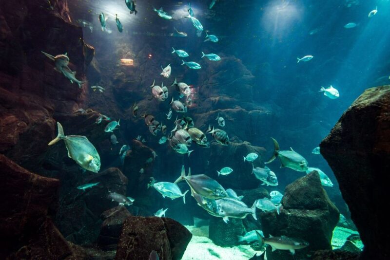 Porto Moniz: Diving with Sharks and Rays in Madeira Aquarium - The Real-World Experience from Reviews