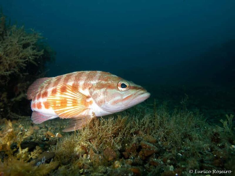 Porto: My first Scuba Dive in the Ocean - FAQ