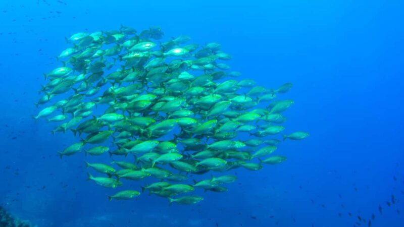 Porto-Vecchio: Half-day private dive to the Cerbicale Islands - What People Say