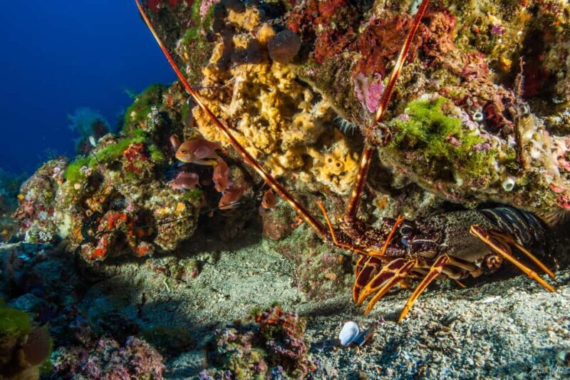 Porto-Vecchio: Half-day private dive to the Cerbicale Islands - Final Thoughts