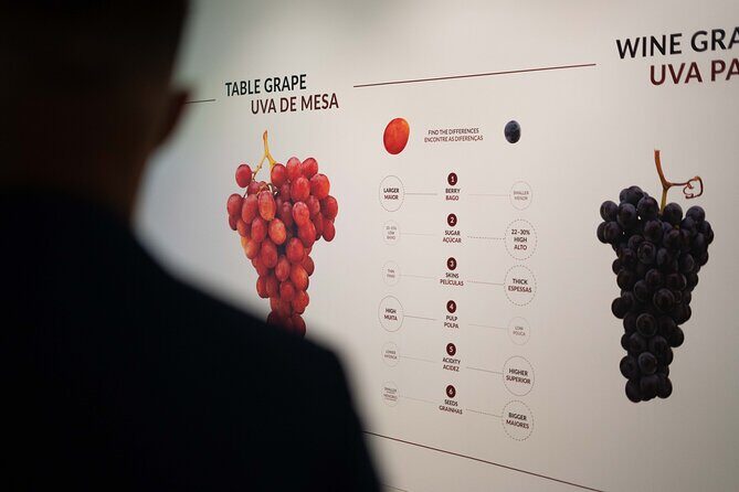 Porto: Wine Experience Musem with 3 Wine Tastings - The Experience in Detail: Pros and Cons