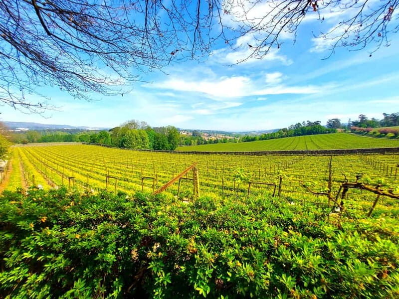 Porto: Wine Tastings (Green Wine) & Lunch & Porto Old Tour - FAQ: Your Practical Questions Answered