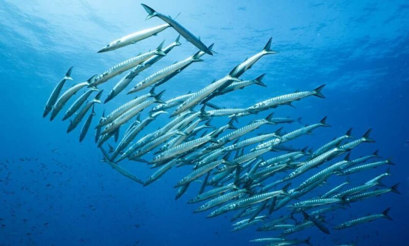 Portofino: scuba diving from Genoa - Key Points