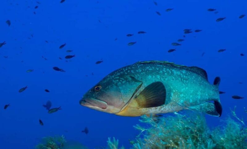 Portofino: scuba diving from Genoa - An In-Depth Look at the Portofino Diving Experience