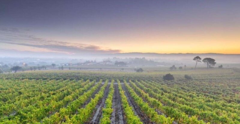 Portugal: Bairrada Private Tour - Key Points