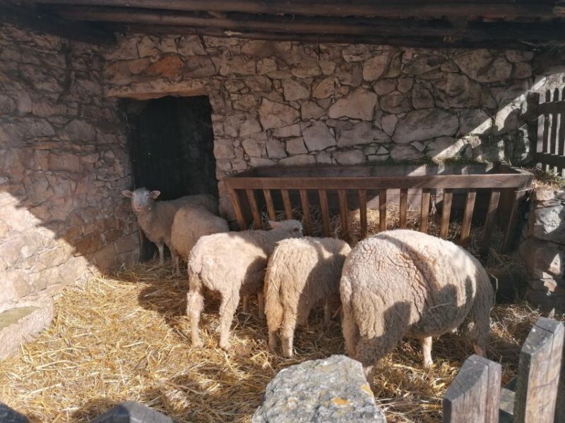 Portugal: Fatima, Aljustrel & Valinhos Trip with Picnic - An Honest Look at the Fatima Private Tour