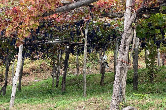 Positano Private Transfer from/to Naples with Pompeii Guided Tour - FAQs