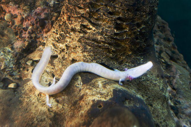 Postojna Cave and Predjama Castle - Entrance Tickets Included - Final thoughts