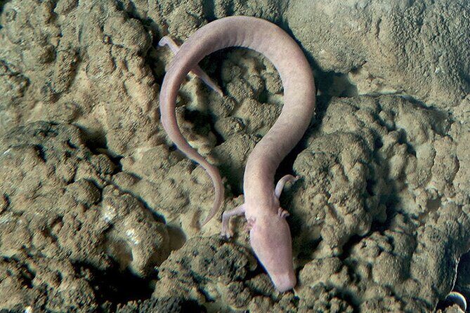 Postojna Cave and Predjama Castle Tour from Ljubljana - Who Is This Tour Best For?