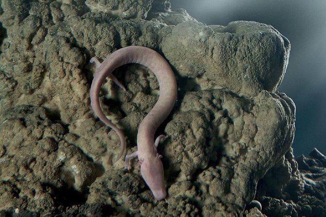 Postojna Cave & Predjama Castle from Koper - Final Thoughts