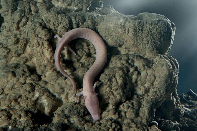 Postojna Cave & Predjama Castle - Shore Excursion from Rijeka - Final Thoughts