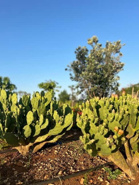 Pozzo Faceto: botanical garden - FAQs