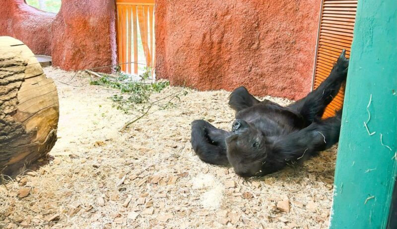 Prague: Prague Zoo Audio Guide with E-Ticket - Who Is This Tour Best For?