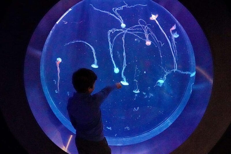 Prague: The World Of Jellyfish Entry Ticket w/ Drink - What You Can Expect from the Experience