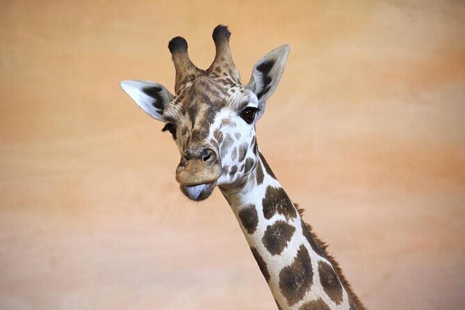 Prague Zoo Admission Ticket including Round Trip Transfer - Key Points