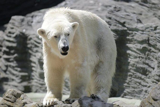 Prague Zoo Admission Ticket including Round Trip Transfer - What to Expect at the Prague Zoo