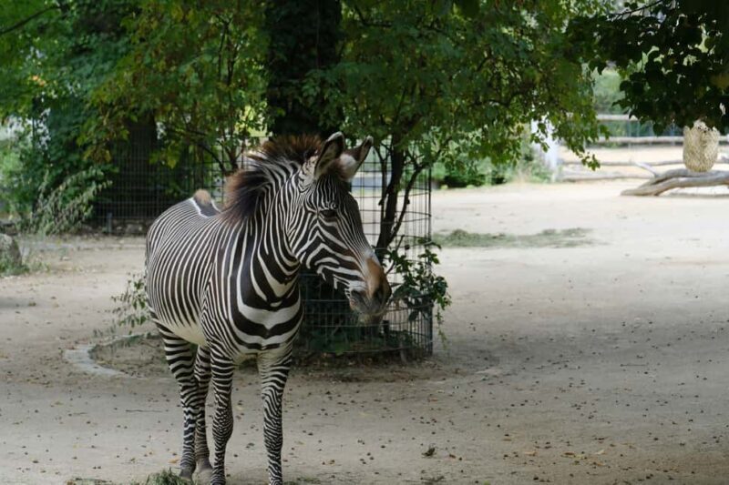 Prague: Zoo Entrance Ticket With Audio Guide & Transfer - Why This Tour Might Be Right for You