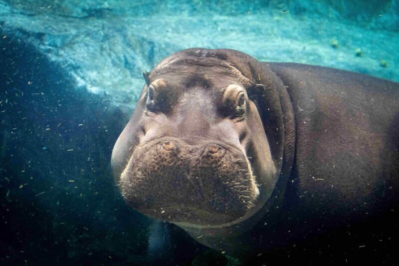 Prague Zoo: Skip-the-Line Entry Ticket - Key Points