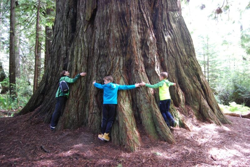 Prairie Creek State Park: Redwood Forest Hiking Tour - Practical Details and Value