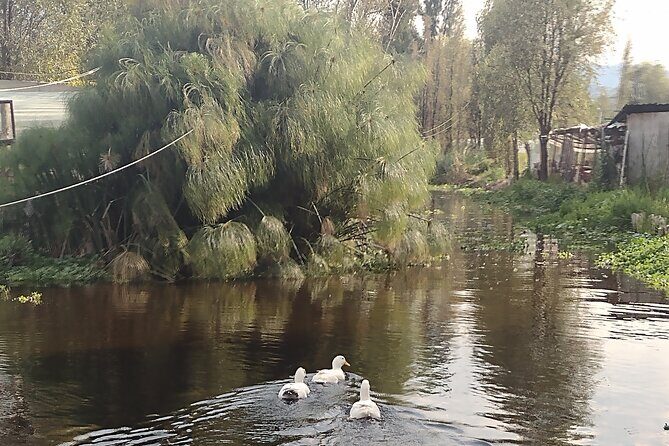 Pre-Hispanic Xochimilco and ajolotario. Private Ecotour. - An In-Depth Look at the Tour Experience
