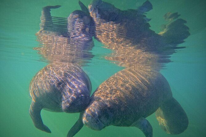 Pre-Season Special Manatee Snorkel Tour in Crystal River - The Value of Included Gear and Extras