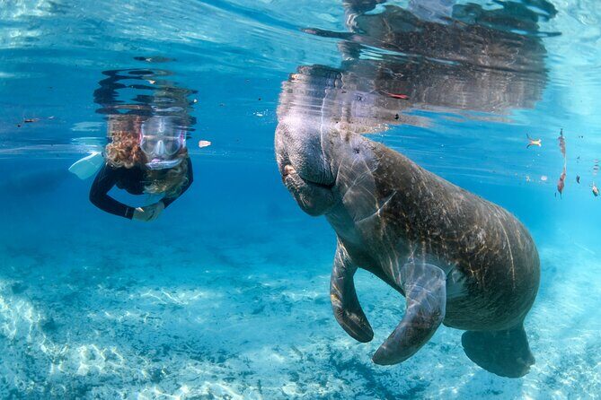 Pre-Season Special Manatee Snorkel Tour in Crystal River - Practical Considerations: Price, Timing, and Booking