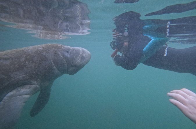 Pre-Season Special Manatee Snorkel Tour in Crystal River - FAQ