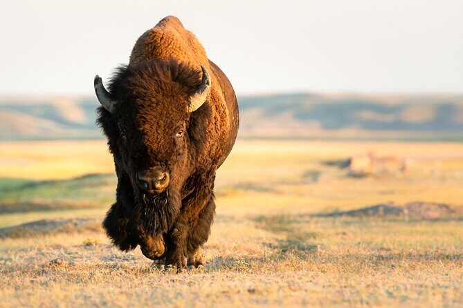 Predators of the Wild, Bear and Wolf Watching Adventure - FAQ