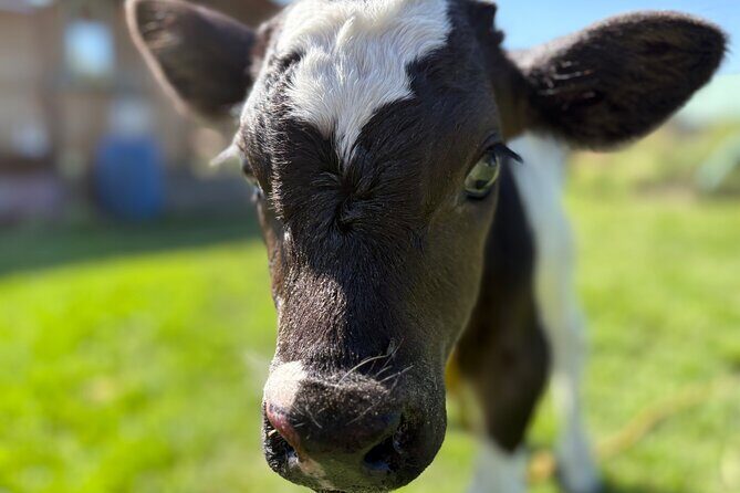 Prehispanic Xochimilco: Market, chinampas and axolotls - Is It Worth the Price?