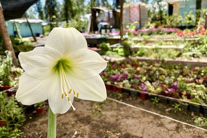 Prehispanic Xochimilco: Market, chinampas and axolotls - Who Should Consider This Tour?